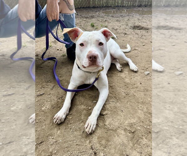 Medium Photo #11 American Staffordshire Terrier-Unknown Mix Puppy For Sale in Brewster, NY, USA