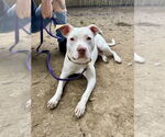 Small Photo #11 American Staffordshire Terrier-Unknown Mix Puppy For Sale in Brewster, NY, USA