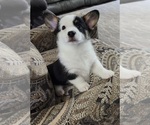 Puppy Puppy 3 Purple Pembroke Welsh Corgi