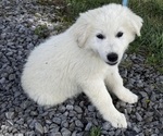 Small Photo #4 Great Pyrenees Puppy For Sale in CANOGA, NY, USA