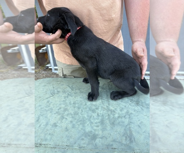 Medium Photo #6 Labrador Retriever Puppy For Sale in GRANITE FALLS, NC, USA