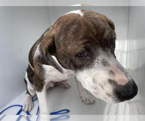 American Pit Bull Terrier-Unknown Mix Dogs for adoption in Houston, TX, USA