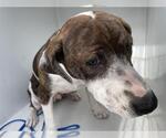 Small American Pit Bull Terrier Mix
