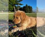 Small Photo #6 Labradoodle Puppy For Sale in GRUNDY CENTER, IA, USA