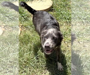 261045  Diamond - Female Mutt Dog for Adoption - Photo #3