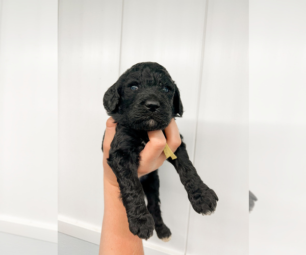 Medium Photo #20 Poodle (Standard) Puppy For Sale in TIMMONSVILLE, SC, USA