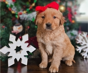 Golden Retriever Puppy for sale in INDIANAPOLIS, IN, USA