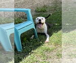 Small #4 American Pit Bull Terrier