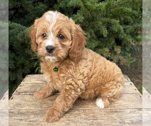 Cockapoo (Miniature) Puppy for sale in MIDDLEBURY, IN, USA