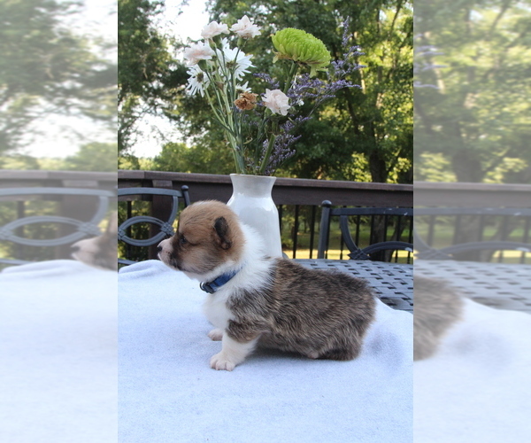 Medium Photo #6 Pembroke Welsh Corgi Puppy For Sale in FAIR GROVE, MO, USA