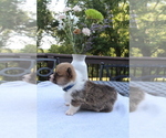 Small #5 Pembroke Welsh Corgi