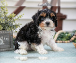 Small #1 Cavapoo