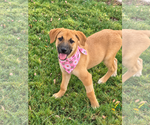 Small Photo #2 Aussiedor Puppy For Sale in Phoenix, AZ, USA