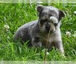 Small #6 French Bulldog