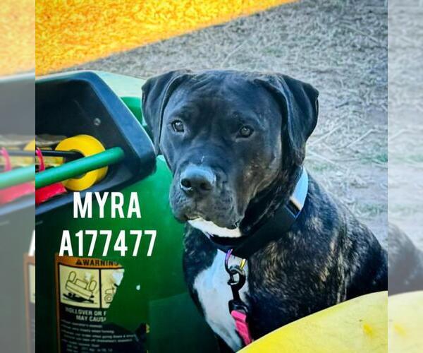 Medium Photo #2 Mutt Puppy For Sale in Tulsa, OK, USA