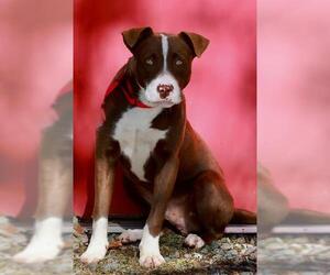 Labrador Retriever-Unknown Mix Dogs for adoption in Brewster, MA, USA