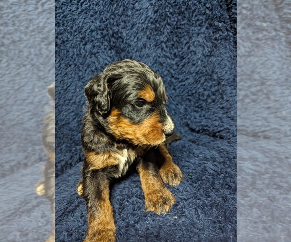 Medium Photo #3 Bernedoodle Puppy For Sale in INDEPENDENCE, MO, USA