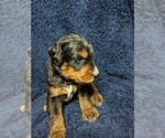 Small Photo #3 Bernedoodle Puppy For Sale in INDEPENDENCE, MO, USA