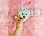 Small #12 Maltese