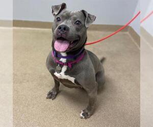 Mutt Dogs for adoption in Aurora, CO, USA