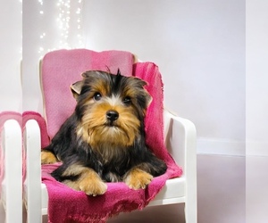 Medium Yorkshire Terrier