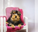 Puppy Puppy 5 Yorkshire Terrier