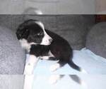 Small Photo #37 Border Collie Puppy For Sale in AIKEN, SC, USA