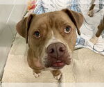 Small #1 American Pit Bull Terrier Mix