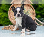 Puppy Denny Boston Terrier