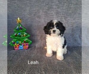 Cavachon Puppy for sale in MOUNT PLEASANT, MI, USA
