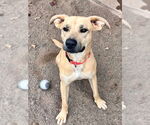Small #1 Mutt