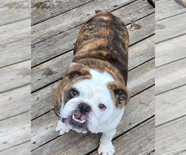 Medium Photo #7 Bulldog Puppy For Sale in Alexander, AR, USA