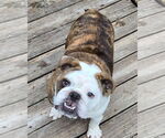Small #6 Bulldog