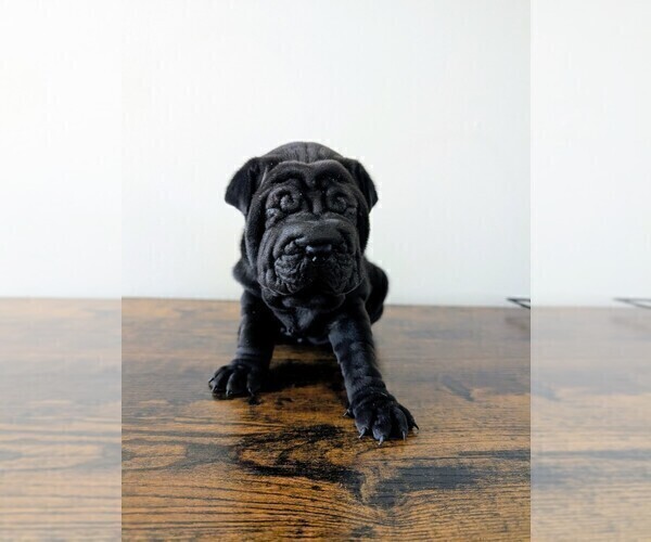 Medium Photo #2 Cocker-Pei Puppy For Sale in MILAN, IL, USA