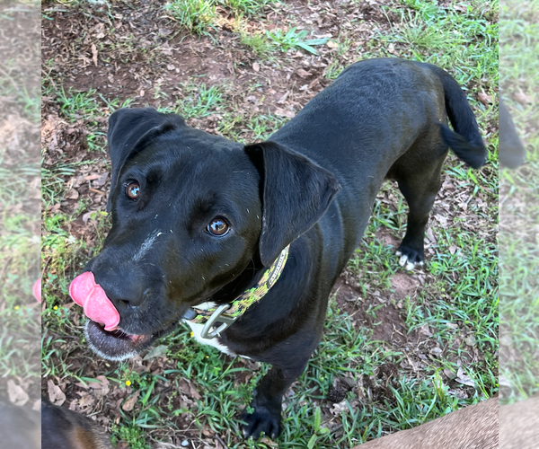 Medium Photo #3 Boxer-Unknown Mix Puppy For Sale in Decatur, GA, USA
