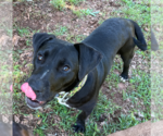 Small #2 Boxer Mix