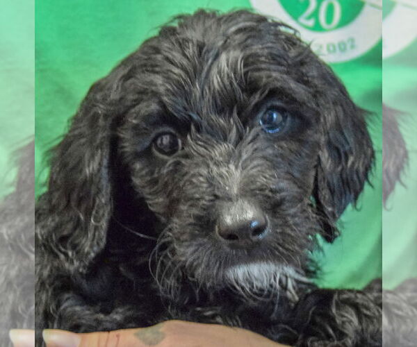 Medium Photo #5 Spaniel-Unknown Mix Puppy For Sale in Huntley, IL, USA