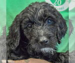 Small #4 Spaniel Mix