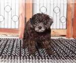 Small Photo #4 Cavapoo Puppy For Sale in NAPLES, FL, USA