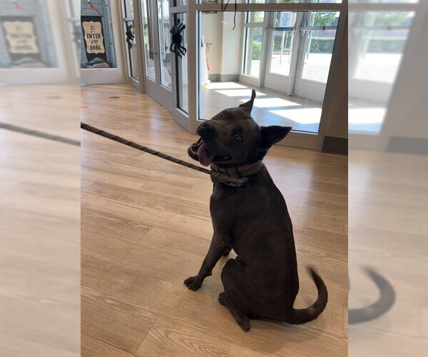 Medium Photo #1 Staffordshire Bull Terrier Puppy For Sale in Pearland, TX, USA