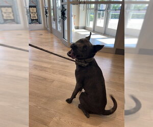 Staffordshire Bull Terrier Dogs for adoption in Pearland, TX, USA