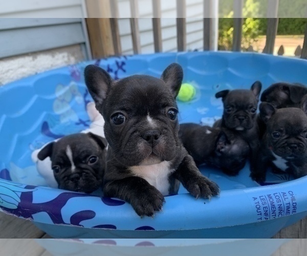 Medium Photo #4 French Bulldog Puppy For Sale in MADISON, OH, USA