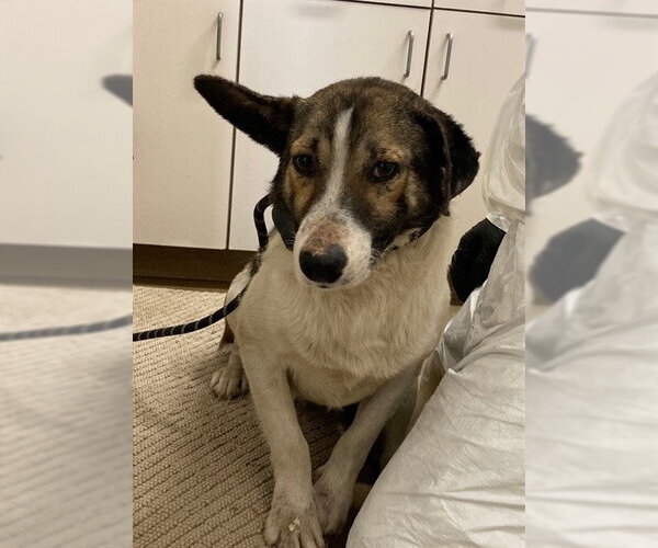 Medium Photo #1 Texas Heeler-Unknown Mix Puppy For Sale in Santa Maria, CA, USA