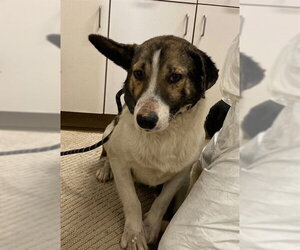 Texas Heeler-Unknown Mix Dogs for adoption in Santa Maria, CA, USA