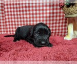 Small Photo #18 Golden Mountain Dog Puppy For Sale in BLACK FOREST, CO, USA