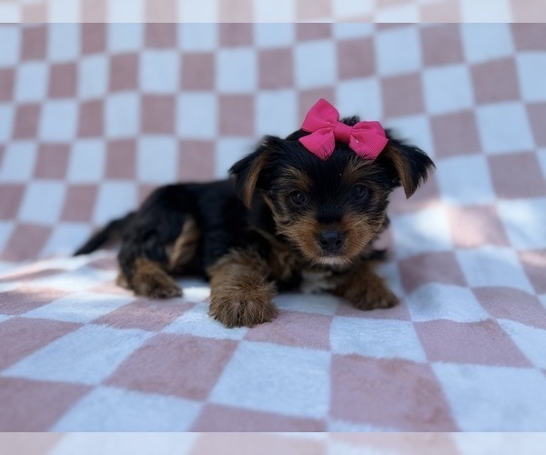 Medium Photo #4 Yorkshire Terrier Puppy For Sale in LAKELAND, FL, USA