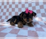 Small #3 Yorkshire Terrier