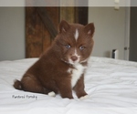 Small #4 Pomsky