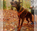 Small Photo #64 Doberman Pinscher Puppy For Sale in FORT LAUDERDALE, FL, USA