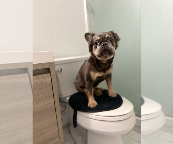 Medium Photo #4 French Bulldog Puppy For Sale in VENTNOR CITY, NJ, USA